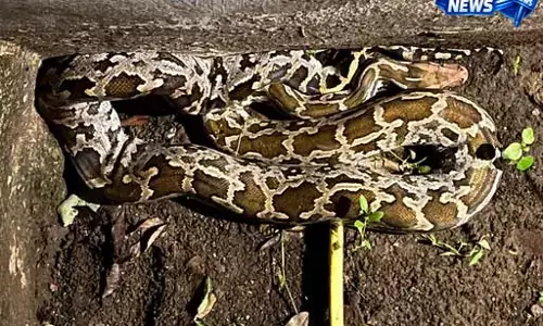 रिहायशी इलाके में घुसा 10 फीट लंबा अजगर, ग्रामीणों ने किया सुरक्षित रेस्क्यू