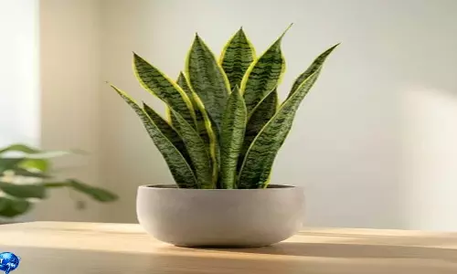 Snake plant से घर में बढ़ेगी हरियाली और मिलेगा सुकून भरा माहौल Snake plant से घर में बढ़ेगी हरियाली और मिलेगा सुकून भरा माहौल