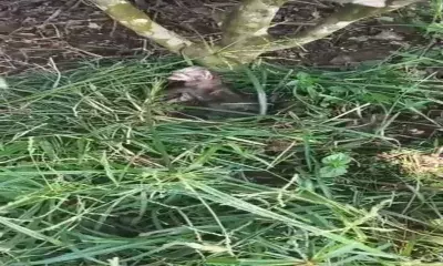 Assam: डिब्रूगढ़ के महाबीर टी एस्टेट में मिला तेंदुए का नवजात शावक Assam: डिब्रूगढ़ के महाबीर टी एस्टेट में मिला तेंदुए का नवजात शावक