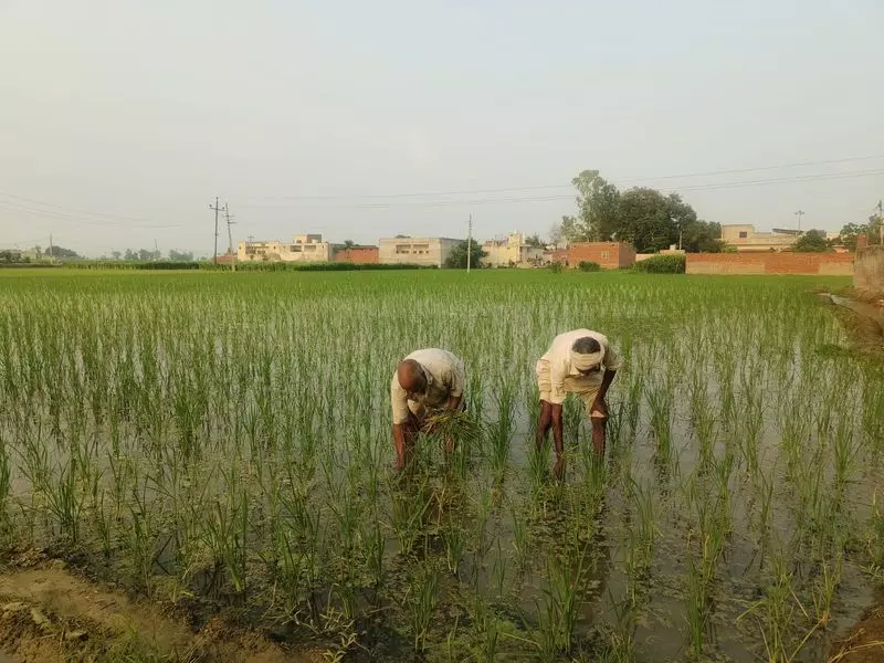 कम बारिश और फिजी वायरस से धान की रोपाई धीमी होने का डर कम बारिश और फिजी वायरस से धान की रोपाई धीमी होने का डर