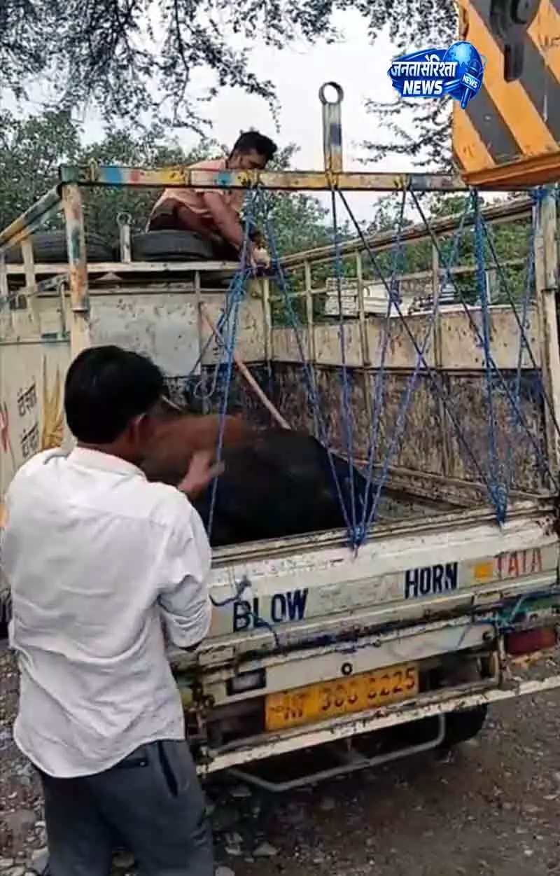 Nurpur नगर परिषद ने वार्ड-4 से आवारा सांडों को हटाया Nurpur नगर परिषद ने वार्ड-4 से आवारा सांडों को हटाया