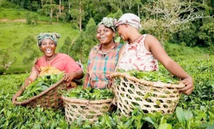 Meghalaya की महिला किसान: ग्लोबल लेवल पर चमका रहीं राज्य के उत्पाद Meghalaya की महिला किसान: ग्लोबल लेवल पर चमका रहीं राज्य के उत्पाद