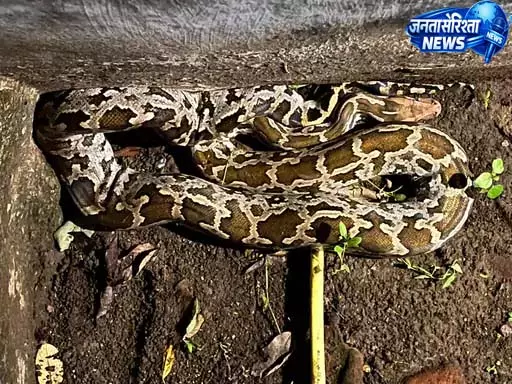 रिहायशी इलाके में घुसा 10 फीट लंबा अजगर, ग्रामीणों ने किया सुरक्षित रेस्क्यू रिहायशी इलाके में घुसा 10 फीट लंबा अजगर, ग्रामीणों ने किया सुरक्षित रेस्क्यू
