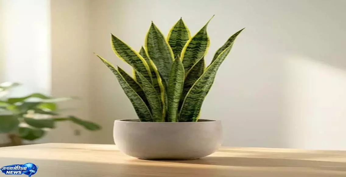 Snake plant से घर में बढ़ेगी हरियाली और मिलेगा सुकून भरा माहौल Snake plant से घर में बढ़ेगी हरियाली और मिलेगा सुकून भरा माहौल
