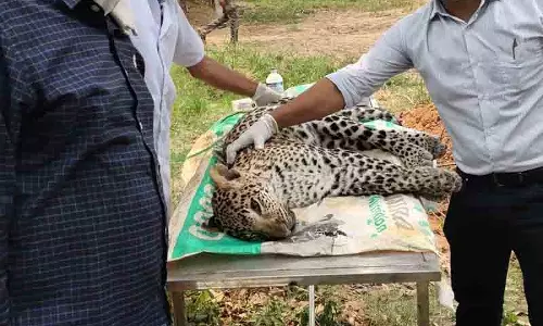 Yamunanagar कालेसर नेशनल पार्क: सात महीने के तेंदुए की मौत Yamunanagar कालेसर नेशनल पार्क: सात महीने के तेंदुए की मौत
