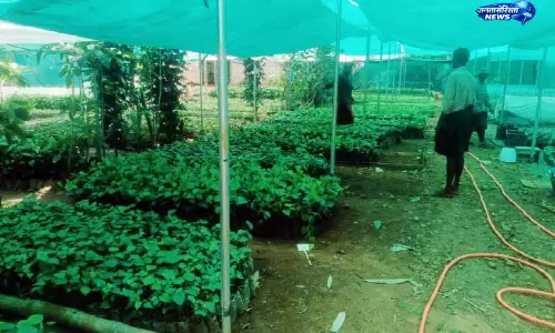 Kerala ; मानसून की देरी से नर्सरी संकट में, पौधों की बिक्री अटकी, किसानों को नुकसान Kerala ; मानसून की देरी से नर्सरी संकट में, पौधों की बिक्री अटकी, किसानों को नुकसान