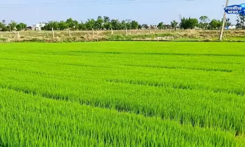 धान की रोपनी रुकने से किसानों की चिंता बढ़ी