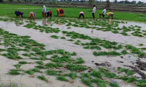 बेमेतरा में झमाझम बारिश से किसानों में खुशी, धान की रोपाई ने पकड़ी रफ्तार बेमेतरा में झमाझम बारिश से किसानों में खुशी, धान की रोपाई ने पकड़ी रफ्तार