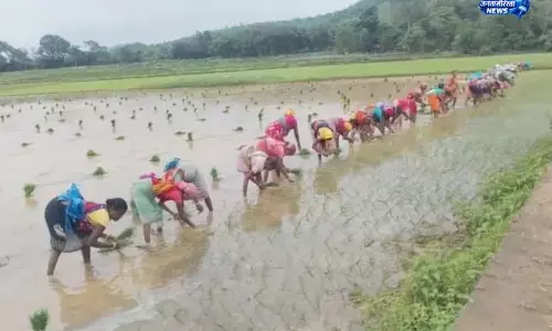 रांची न्यूज: मानसून ने बढ़ाई खेती की गतिविधियां रांची न्यूज: मानसून ने बढ़ाई खेती की गतिविधियां