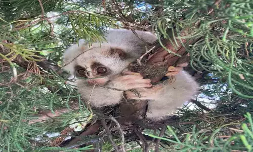 स्लो लोरिस को बचाया गया; सुखाई बायोडायवर्सिटी एरिया में छोड़ा गया