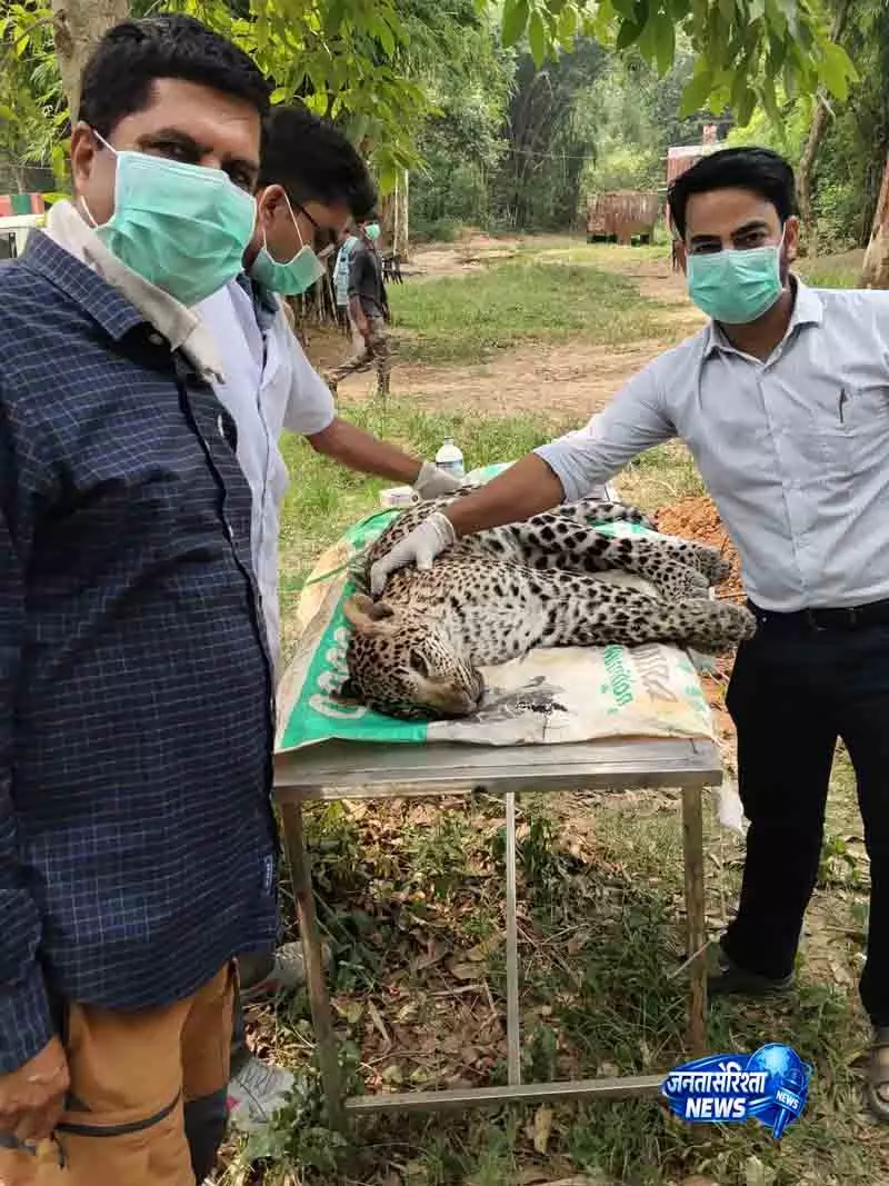 Yamunanagar कालेसर नेशनल पार्क: सात महीने के तेंदुए की मौत Yamunanagar कालेसर नेशनल पार्क: सात महीने के तेंदुए की मौत
