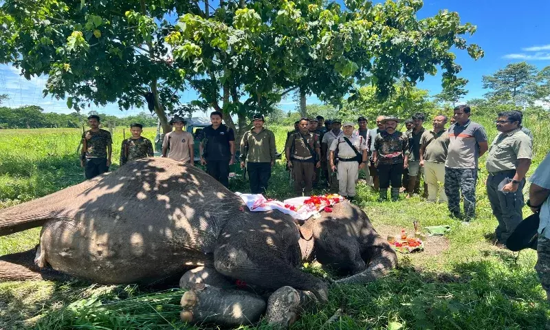 Assam: काजीरंगा की पहचान रही गश्ती हथिनी जॉयमाला का निधन; वन्यजीव प्रेमियों में शोक Assam: काजीरंगा की पहचान रही गश्ती हथिनी जॉयमाला का निधन; वन्यजीव प्रेमियों में शोक