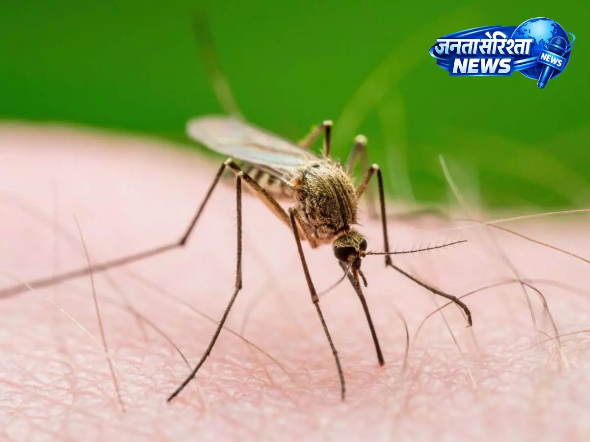 मच्छर चुनकर क्यों काटते हैं, जानें वजह मच्छर चुनकर क्यों काटते हैं, जानें वजह