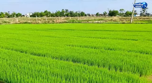 धान की रोपनी रुकने से किसानों की चिंता बढ़ी धान की रोपनी रुकने से किसानों की चिंता बढ़ी