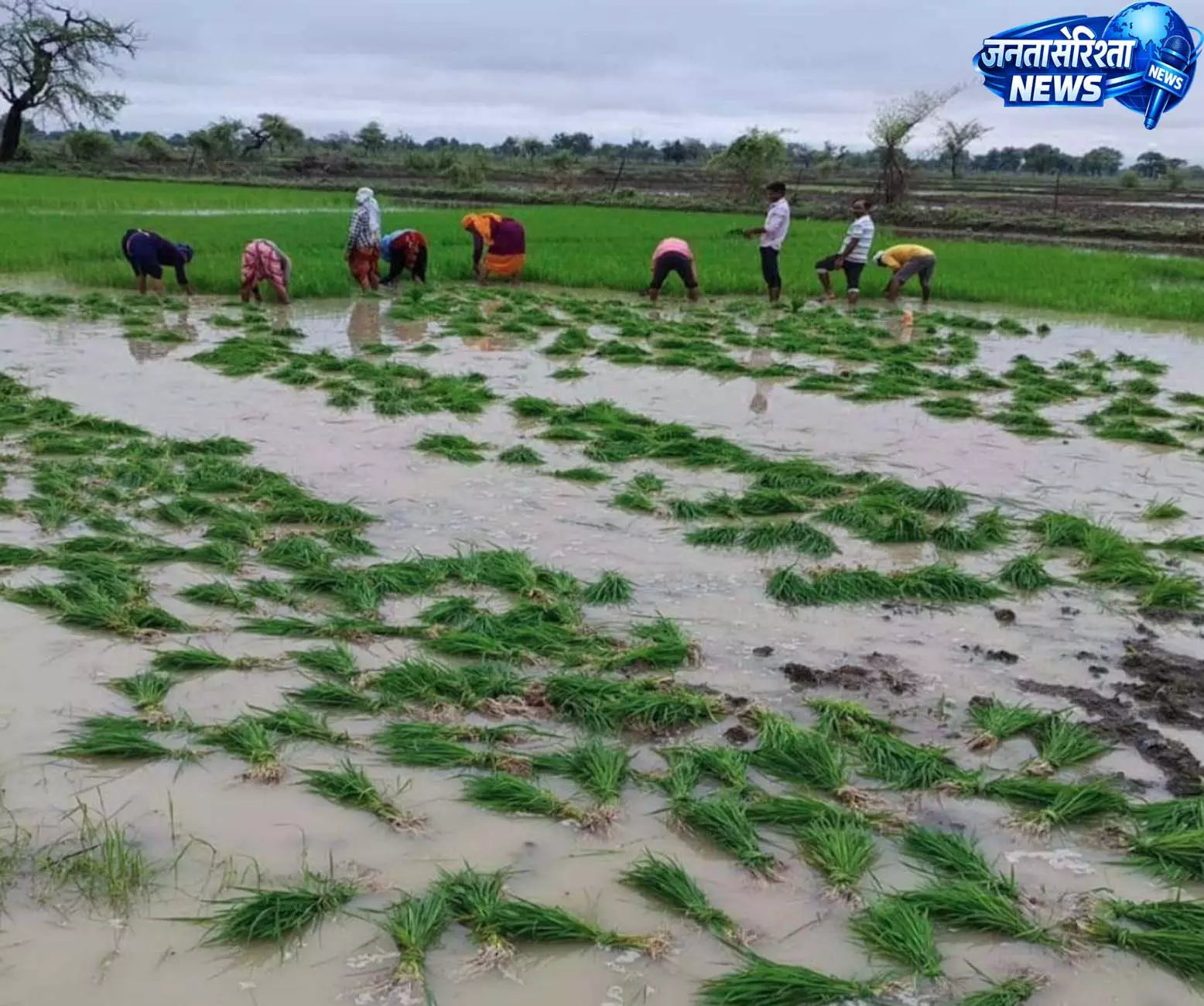 बेमेतरा में झमाझम बारिश से किसानों में खुशी, धान की रोपाई ने पकड़ी रफ्तार बेमेतरा में झमाझम बारिश से किसानों में खुशी, धान की रोपाई ने पकड़ी रफ्तार
