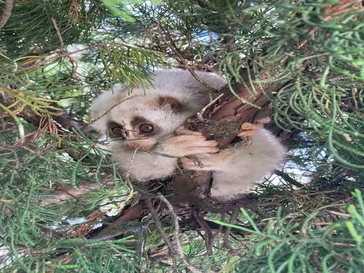 स्लो लोरिस को बचाया गया; सुखाई बायोडायवर्सिटी एरिया में छोड़ा गया स्लो लोरिस को बचाया गया; सुखाई बायोडायवर्सिटी एरिया में छोड़ा गया
