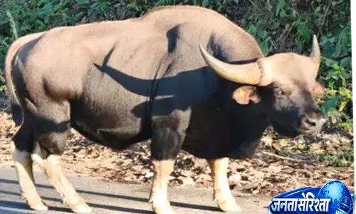 Arunachal: जीनोम अध्ययन से सियांगमी मिथुन के संरक्षण की वैज्ञानिक रणनीति तैयार Arunachal: जीनोम अध्ययन से सियांगमी मिथुन के संरक्षण की वैज्ञानिक रणनीति तैयार