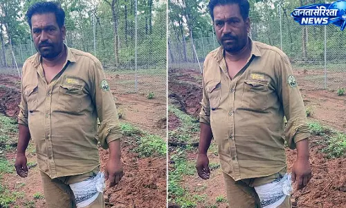 वीरांगना दुर्गावती टाइगर रिज़र्व में बाघ का हमला, महिला फॉरेस्ट गार्ड समेत दो घायल