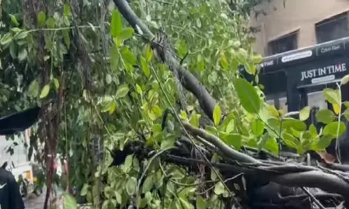 Mumbai: पेड़ का हिस्सा गिरने से कुर्ला में दर्दनाक हादसा, वृद्ध की मौत Mumbai: पेड़ का हिस्सा गिरने से कुर्ला में दर्दनाक हादसा, वृद्ध की मौत