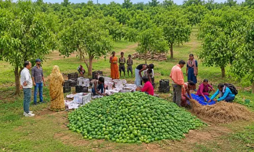Tripura की नजर बड़े पैमाने पर आम के उत्पादन Tripura की नजर बड़े पैमाने पर आम के उत्पादन