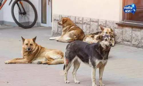 Palampur पपरोला में आवारा कुत्ते के हमले से 15 लोग घायल