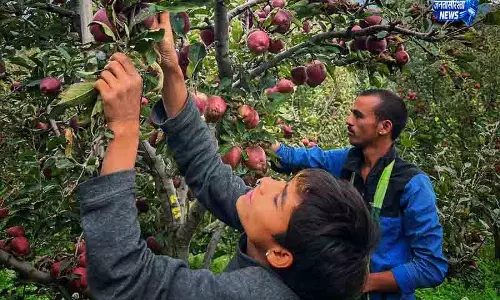 Himachal में सेब उत्पादन 40% तक गिरने की आशंका Himachal में सेब उत्पादन 40% तक गिरने की आशंका