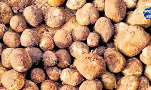 Nabarangpur जंगली मशरूम से आदिवासियों को लाभ