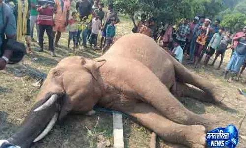 Odisha में हाथी की संदिग्ध मौत Odisha में हाथी की संदिग्ध मौत