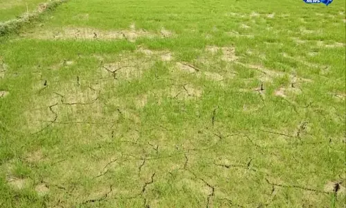 बारिश नहीं होने से किसान परेशान, फसल पर असर बारिश नहीं होने से किसान परेशान, फसल पर असर