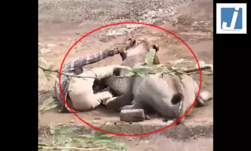 OMG LIVE वीडियो: शेर ने किसान पर हमला किया, चंगुल में फंसा, फिर... OMG LIVE वीडियो: शेर ने किसान पर हमला किया, चंगुल में फंसा, फिर...
