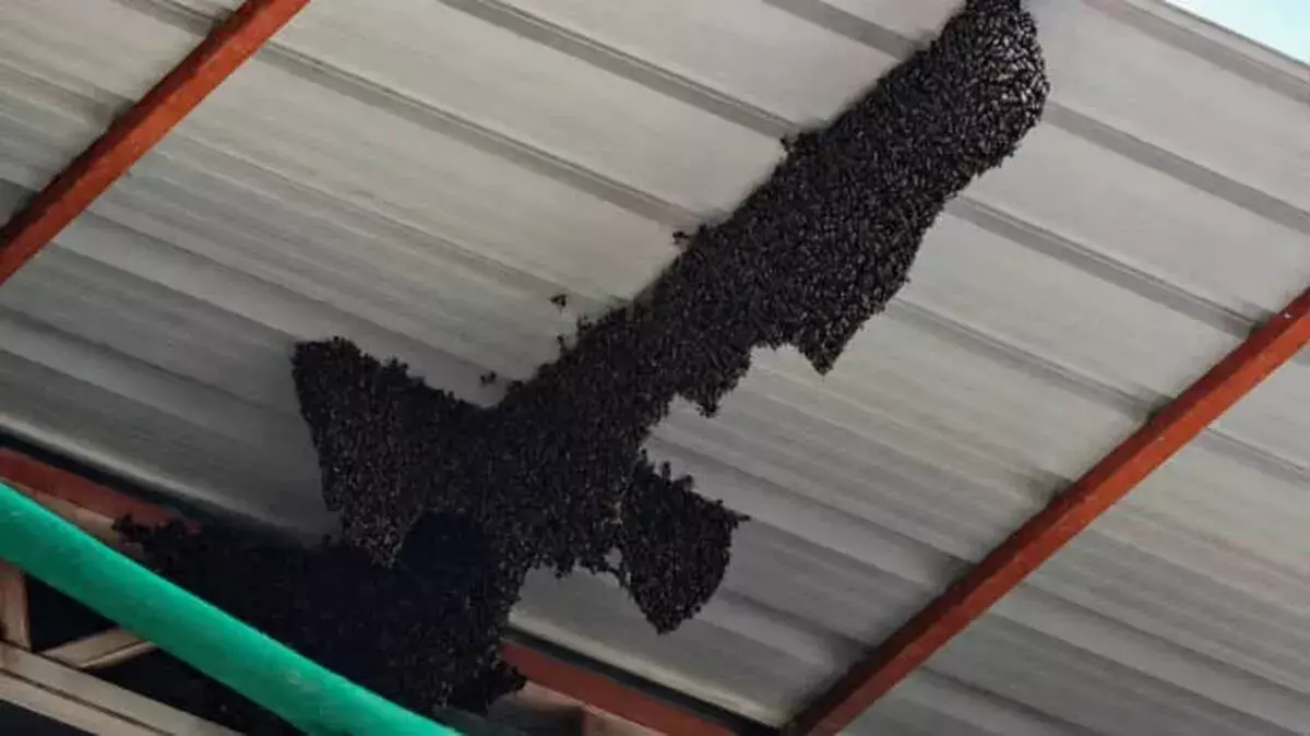 Kerala: बड़े ततैया के छत्ते से खतरा, सरकारी स्कूल में छुट्टी घोषित Kerala: बड़े ततैया के छत्ते से खतरा, सरकारी स्कूल में छुट्टी घोषित