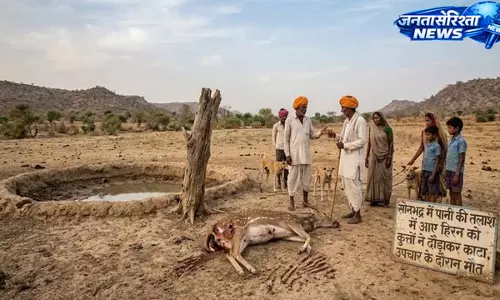 हिरन नहर में गिरा, कुत्तों के हमले के बाद मौत