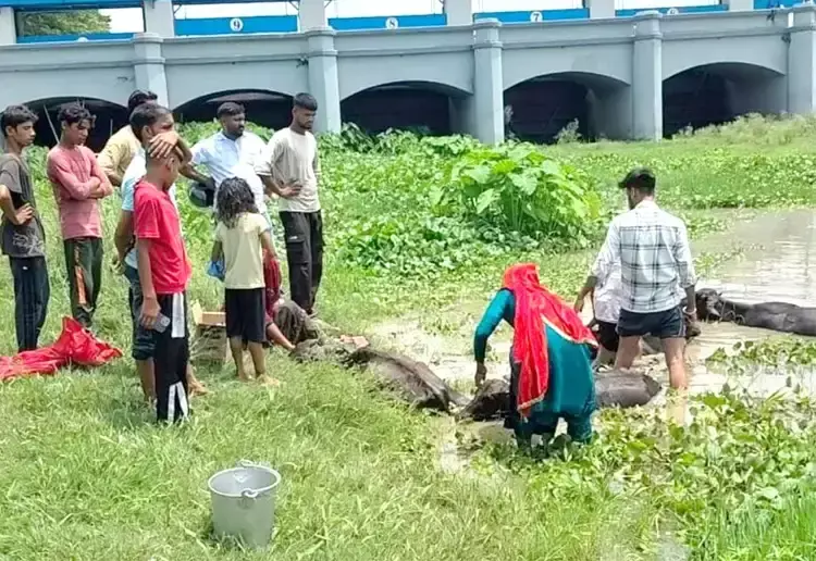 Haridwar: जहरीली घास बनी काल, दो मवेशियों की मौत से पशुपालकों में चिंता Haridwar: जहरीली घास बनी काल, दो मवेशियों की मौत से पशुपालकों में चिंता