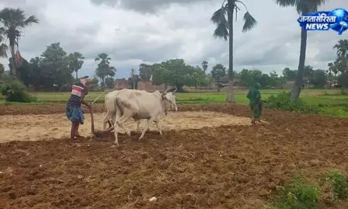धान-मक्का की बुआई में तेजी, बदला मौसम का रुख धान-मक्का की बुआई में तेजी, बदला मौसम का रुख