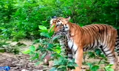 Corbett टाइगर रिजर्व में बाघ की दहाड़, अजगर बना शिकार Corbett टाइगर रिजर्व में बाघ की दहाड़, अजगर बना शिकार