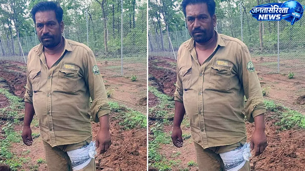 वीरांगना दुर्गावती टाइगर रिज़र्व में बाघ का हमला, महिला फॉरेस्ट गार्ड समेत दो घायल वीरांगना दुर्गावती टाइगर रिज़र्व में बाघ का हमला, महिला फॉरेस्ट गार्ड समेत दो घायल