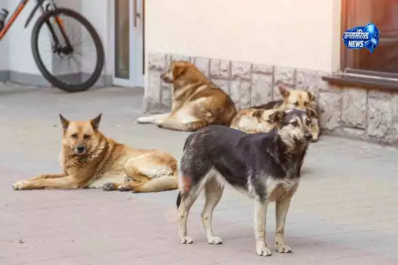 Palampur पपरोला में आवारा कुत्ते के हमले से 15 लोग घायल Palampur पपरोला में आवारा कुत्ते के हमले से 15 लोग घायल