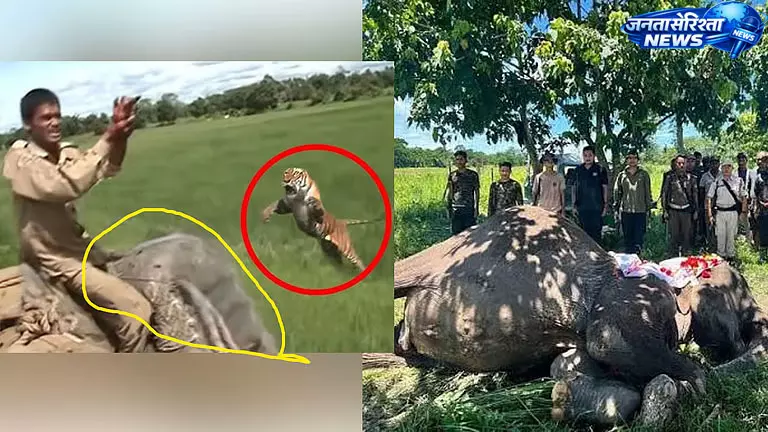Assam : कुमकी हथिनी ‘जयमाला’ का निधन, 34 साल तक वन्यजीव संरक्षण में निभाई अहम भूमिका Assam : कुमकी हथिनी ‘जयमाला’ का निधन, 34 साल तक वन्यजीव संरक्षण में निभाई अहम भूमिका