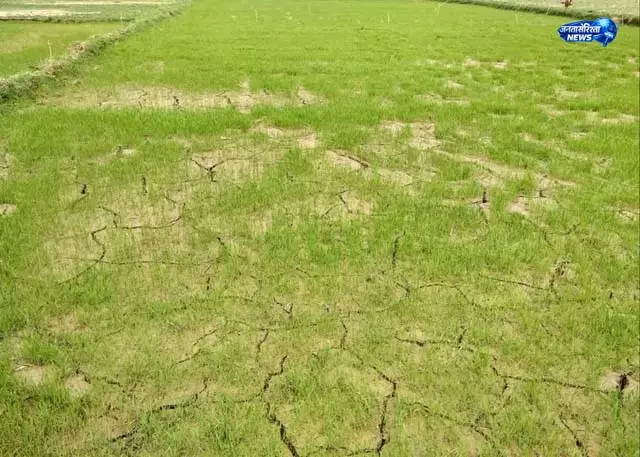 बारिश नहीं होने से किसान परेशान, फसल पर असर बारिश नहीं होने से किसान परेशान, फसल पर असर