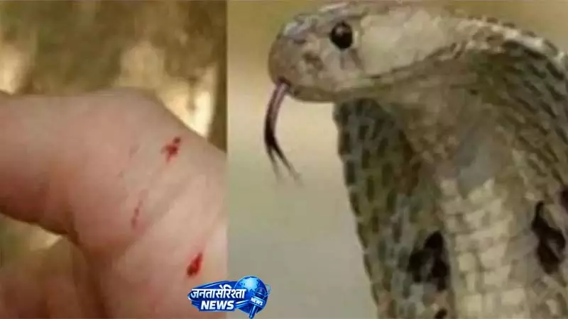 सर्पदंश से मौतों पर लगेगी लगाम, जीरो स्नेकबाइट डेथ के लिए बड़ी कार्य योजना तैयार सर्पदंश से मौतों पर लगेगी लगाम, जीरो स्नेकबाइट डेथ के लिए बड़ी कार्य योजना तैयार