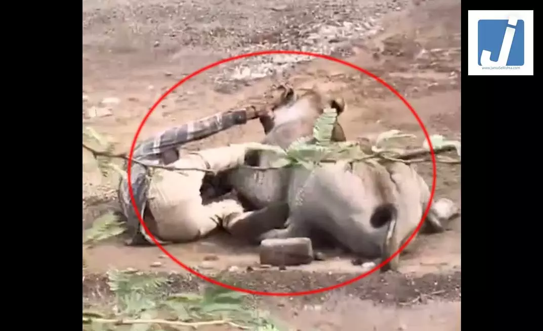 OMG LIVE वीडियो: शेर ने किसान पर हमला किया, चंगुल में फंसा, फिर... OMG LIVE वीडियो: शेर ने किसान पर हमला किया, चंगुल में फंसा, फिर...