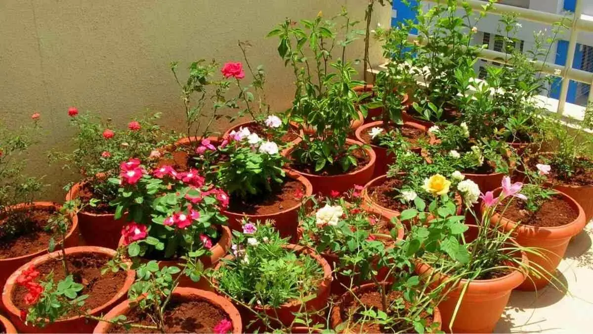 Ashadha मास में लगाएं ये पवित्र पौधे, घर में आएगी सुख-समृद्धि और आरोग्य Ashadha मास में लगाएं ये पवित्र पौधे, घर में आएगी सुख-समृद्धि और आरोग्य