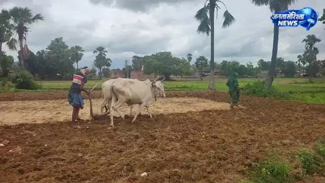 धान-मक्का की बुआई में तेजी, बदला मौसम का रुख धान-मक्का की बुआई में तेजी, बदला मौसम का रुख