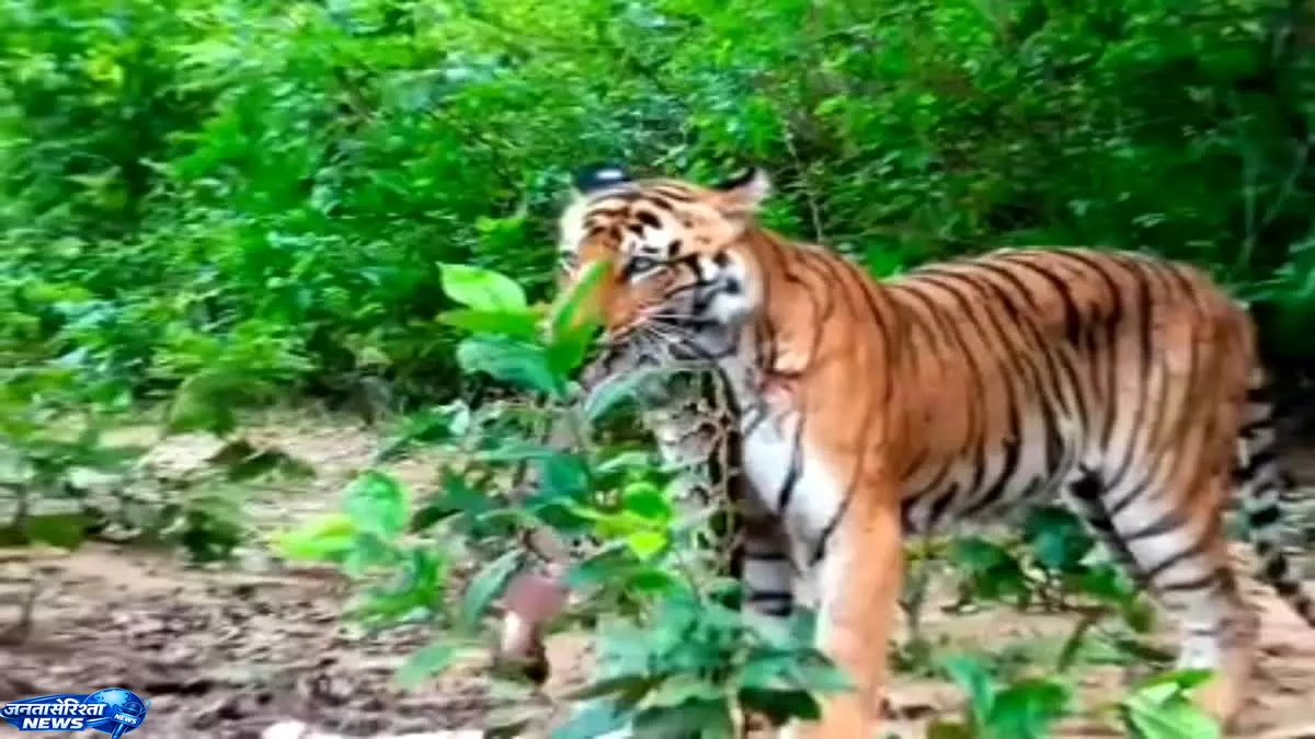 Corbett टाइगर रिजर्व में बाघ की दहाड़, अजगर बना शिकार Corbett टाइगर रिजर्व में बाघ की दहाड़, अजगर बना शिकार