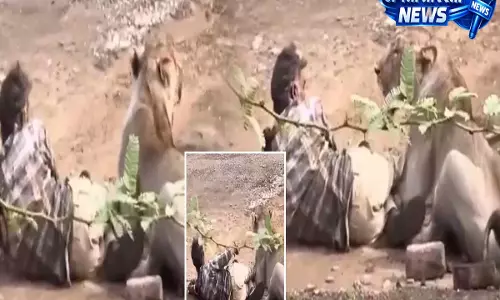 गुजरात के भावनगर में एशियाई शेर का हमला, वायरल वीडियो से मचा हड़कंप गुजरात के भावनगर में एशियाई शेर का हमला, वायरल वीडियो से मचा हड़कंप