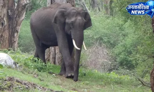 जंगल में दंतैल हाथी की दस्तक, कई गांवों में अलर्ट जारी
