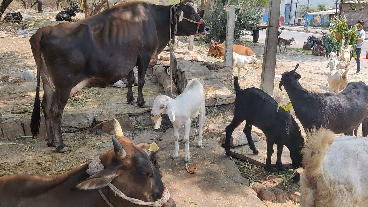 Hisar: हिसार की नई पहल, बीएमआर ज्वार से पशुओं की सेहत और दुग्ध उत्पादन में सुधार Hisar: हिसार की नई पहल, बीएमआर ज्वार से पशुओं की सेहत और दुग्ध उत्पादन में सुधार