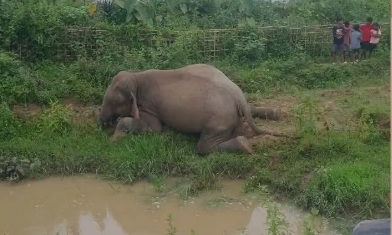 Assam: हाथी की मौत के बाद डूमडूमा फॉरेस्ट डिवीजन अलर्ट, जांच शुरू Assam: हाथी की मौत के बाद डूमडूमा फॉरेस्ट डिवीजन अलर्ट, जांच शुरू