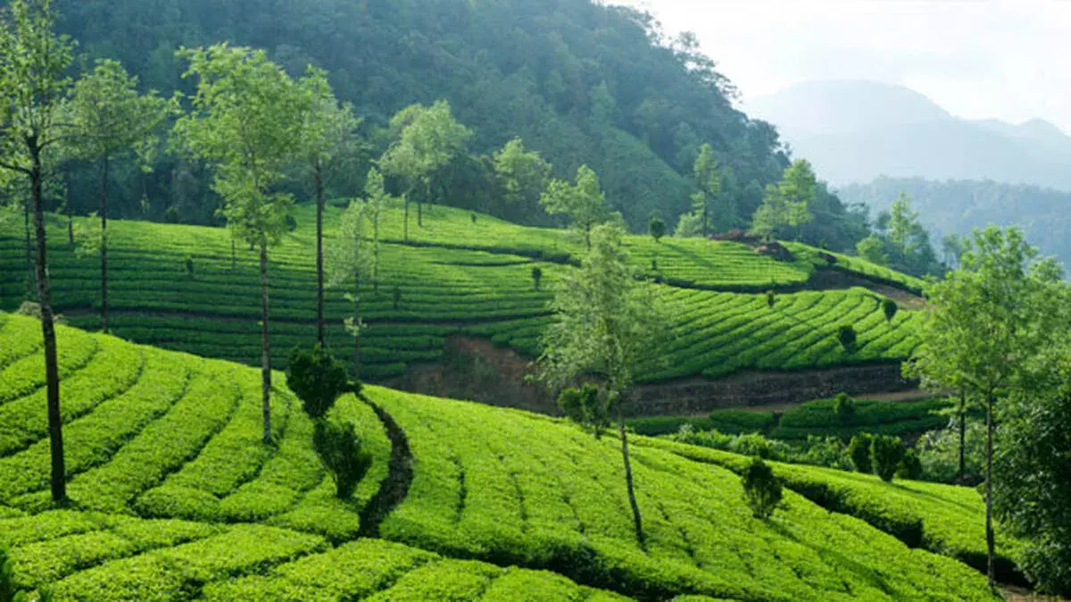Kerala rains: लैंडस्लाइड के खतरे के चलते टूरिस्ट को मुन्नार जाने से बचने की सलाह दी गई Kerala rains: लैंडस्लाइड के खतरे के चलते टूरिस्ट को मुन्नार जाने से बचने की सलाह दी गई