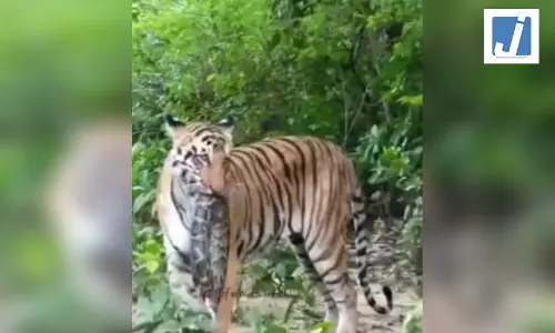 बाघ ने अजगर का किया शिकार, बनाया निवाला बाघ ने अजगर का किया शिकार, बनाया निवाला